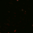 Cellectar Biosciences, Inc. logo